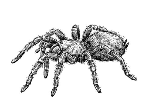 Tarantula spider ink sketch: minimalist hand-drawn engraving style vector illustration, isolated white background