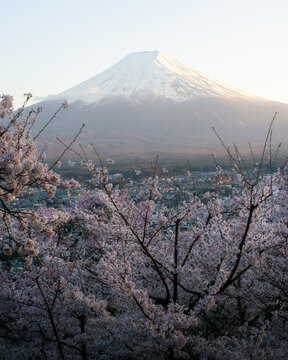 View of the snow-capped Mount Fuji framed by blooming cherry blossoms and the cityscape under a soft morning light in Fujinomiya, Shizuoka, Japan.