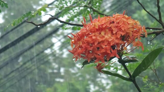 Orange Ixora flowers bloom under the gentle rain in the garden.