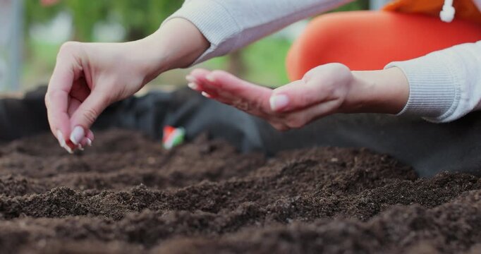 Close-up of woman hands planting vegetable seedlings in soil. Growing organic food near home.