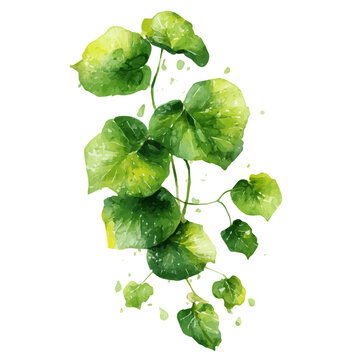 Stylized watercolor Giloy vector, modern artistic illustration with high-quality details on a pure white background.