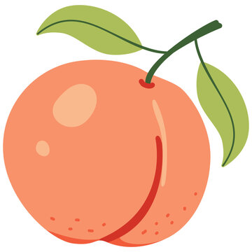 vector illustration of a peach