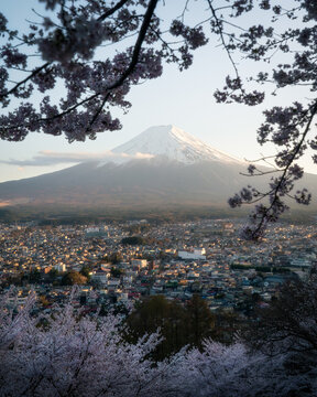 View of Mount Fuji framed by blooming cherry blossoms overlooking the urban landscape of Fujinomiya, Shizuoka, Japan.