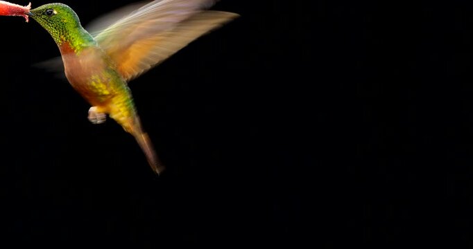 Chestnut-breasted Coronet (Boissonneaura matthewsii) Hummingbird. Black background. Drinking nectar from a flower in montane rainforest on the Amazonian slopes of the Andes near Cosanga, Ecuador