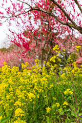Fototapeta premium 古河公方公園に咲く花桃と菜の花（茨城県古河市）