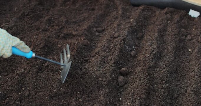 Close-up of a woman hoeing in her garden, breaking up soil to prepare for planting vegetables. Agricultural concept.
