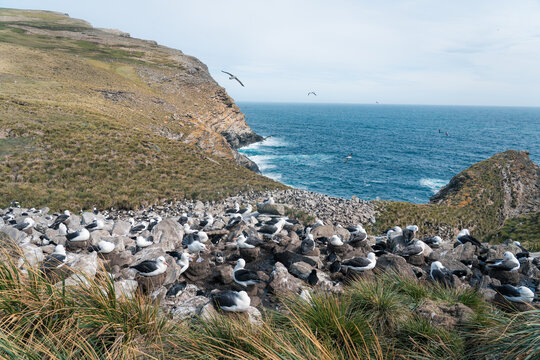 View of a large colony of black-browed albatrosses nesting on the rocky cliffs of West Point Island overlooking the blue ocean waters Falkland Islands Islas Malvinas.