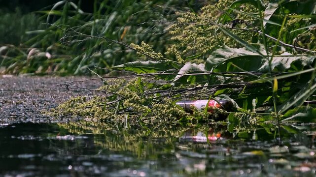 An empty beer bottle floats half submerged amidst green aquatic plants and debris on the pond surface. The murky liquid reflects the negative impact of human negligence.