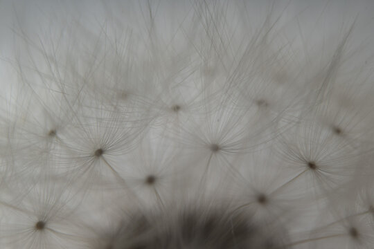 l&ouml;wenzahn makro nah detail