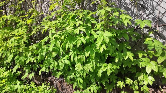 Bright green climbing vine leaves growing on a wire mesh chain-link fence. Fresh spring foliage in bright sunlight. Natural texture and pattern of wild plants outdoors in the garden.