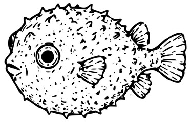 Puffer fish detailed marine animal illustration © Elena