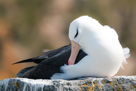 View of a black-browed albatross preening its white and black feathers while resting on a rocky cliff at West Point Island, Falkland Islands Islas Malvinas.