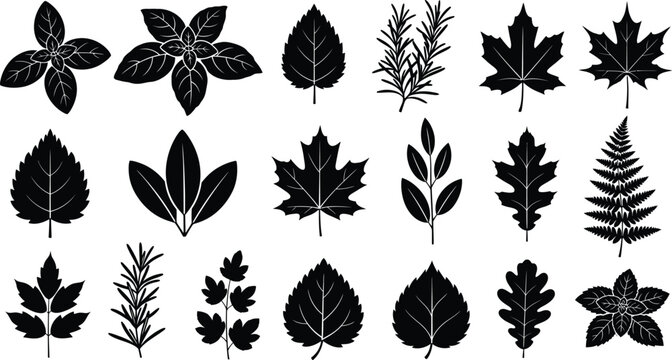 Collection of black silhouette of various leaves and herbs on white background, leaf