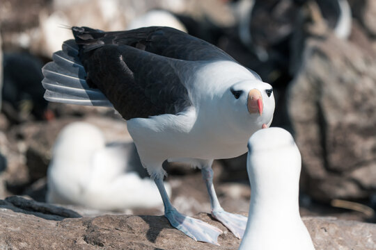 View of a black-browed albatross standing on a rocky cliffside among its colony on West Point Island, Falkland Islands.