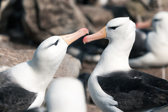 View of two black-browed albatrosses engaging in courtship behavior with their beaks touching on the rocky terrain of West Point Island Falkland Islands Islas Malvinas.