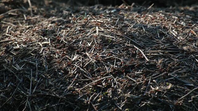 Wood Ants (Formica rufa) Swarming Anthill, Forest Floor, Handheld Macro with Moving Light and Shadows