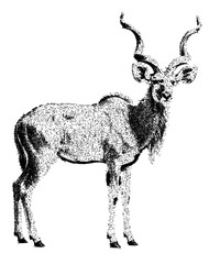 Greater Kudu Antelope with Spiral Horns in Stipple Art Illustration Isolated on White with Clipping Path © Hnnylanb
