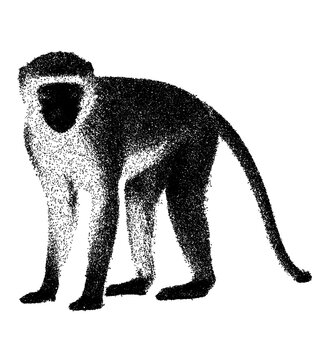 Vervet Monkey Standing in Detailed Stipple Art Style Illustration Isolated on White Background with Clipping Path