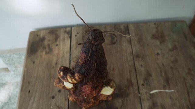 Fresh Root Vegetables with Soil on Rustic Wooden Table