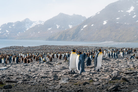 View of a massive colony of King penguins and their chicks at Saint Andrew's Bay, with rugged snow-capped mountains in the background South Georgia and the South Sandwich Islands.