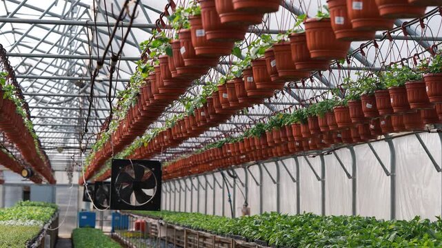 Large industrial greenhouse interior revealing long rows of seedlings and vibrant flowers growing on benches and hanging from the ceiling, all cultivated in a controlled environment