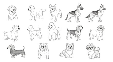 Obraz premium A set of flat vector illustrations of popular dog breeds. Minimalistic black pencil drawing style. 