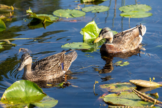 lakeside wildlife - ducks in the pond
