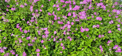 Fototapeta premium Asystasia gangetica, Chinese Violet, has deep pink or magenta flowers. An edible ornamental plant commonly used as ground cover and for hedge decoration. The small, cone-shaped flowers bloom year-roun