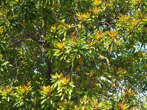 The Red Pong Pong Tree (Cerbera manghas L.) has young shoots that are reddish-brown or purplish-red, gradually turning green as leaves mature. Leaves are glossy. Small to medium-sized perennial trees.