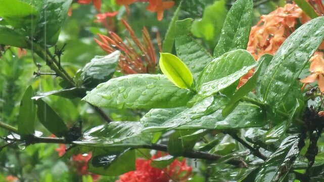 Wet green leaves with raindrops amidst blurred orange flowers.