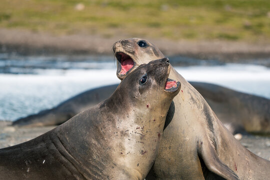 View of two southern elephant seals vocalizing with open mouths on the pebble beach of Saint Andrew's Bay, South Georgia and the South Sandwich Islands.