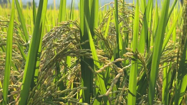 Mature rice ears bend on tall green stems in a plantation field during late growing season with plantation area visible in the background. Rice cultivation.