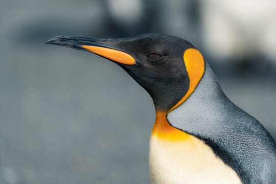 View of a King penguin profile showing vibrant orange neck patches and a sharp beak at Saint Andrew's Bay, South Georgia and the South Sandwich Islands.