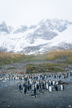 View of a massive colony of King Penguins gathered on a rocky shoreline with dramatic snow-covered mountain peaks shrouded in mist in the background South Georgia and the South Sandwich Islands.