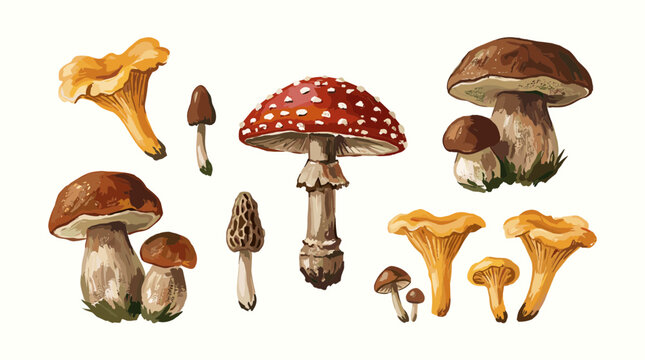 Watercolor illustration of various edible and poisonous mushrooms including chanterelle morel and fly agaric on a white background