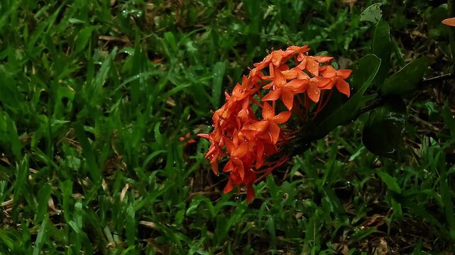 An orange Ixora flower bunch is seen from above against grass.