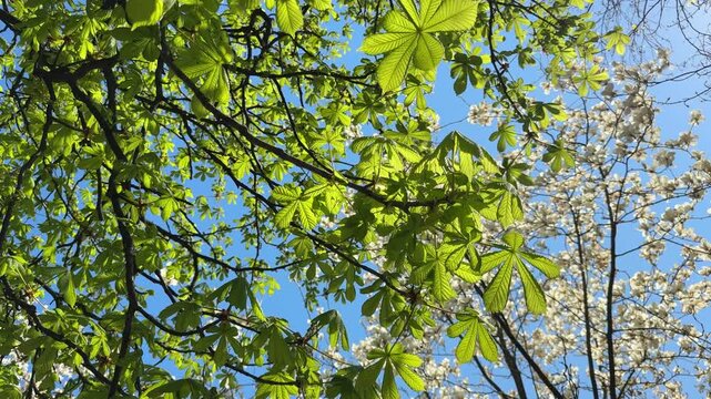 Fresh spring green foliage of horse chestnut tree.