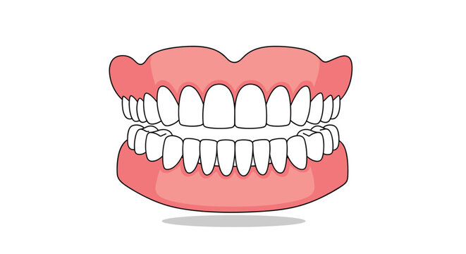 Detailed graphic illustration of human upper and lower teeth with pink gums representing a healthy smile or a set of professional dentures.