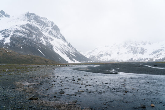 View of a colony of king penguins gathered near a glacial stream with snow-capped mountains under an overcast sky in South Georgia and the South Sandwich Islands.