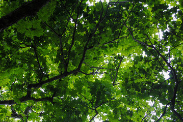 Obraz premium Vibrant green summer leaves and tree trunks viewed from below, creating a stunning natural canopy.