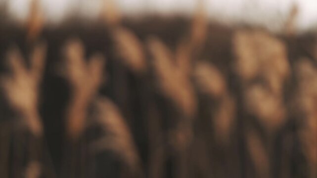 Desolate withered grassland