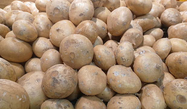 Jicama tubers Pachyrhizus erosus on supermarket produce stand vegetables.