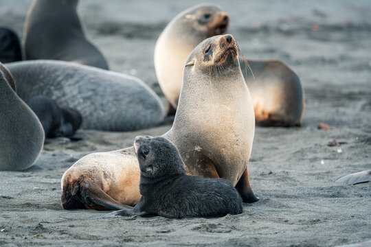 View of an Antarctic fur seal and its pup resting on a sandy beach with other seals in the background South Georgia and the South Sandwich Islands.