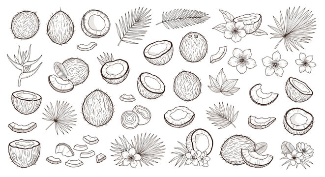 Hand-drawn coconut collection featuring whole fruits halves and slices with tropical palm leaves and flowers for food concept.