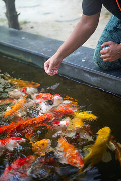 Person feeding colorful koi fish in a pond with small pellets of food