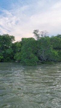 Lush Mangrove Forest Along the River Shoreline at afternoon