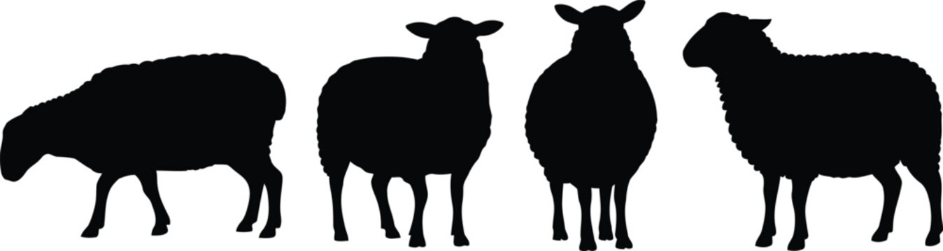 Group of black sheep silhouettes standing in a line for farm animal and livestock concept art