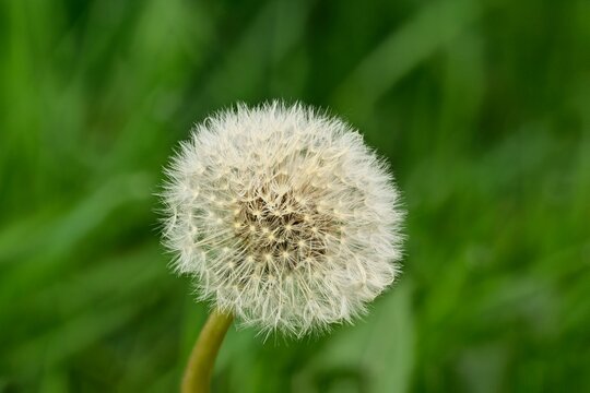 Macro photo de la boule d'un pissenlit couverte d'aigrettes (pappi) au printemps.