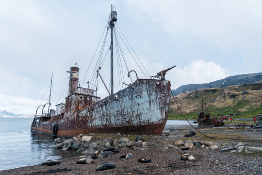 View of the rusted whaling ship Petrel resting on a rocky shore with fur seals lying on the beach and rugged hills in the background in Grytviken, South Georgia and the South Sandwich Islands.