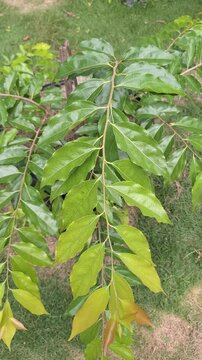 Fresh Green Leaves of Peach Tree Prunus persica Growing Wild in the Garden with Natural Sunlight and Grass Background